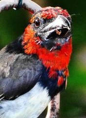 Lybius torquatus torquatus