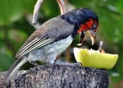 Lybius torquatus torquatus