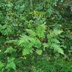 Pteridium pinetorum