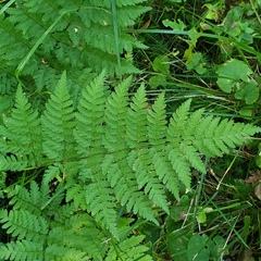 Pteridium pinetorum