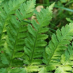 Pteridium pinetorum