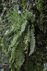 Asplenium fontanum fontanum