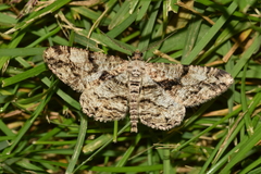 Peribatodes umbraria