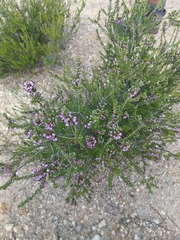 Erica manipuliflora