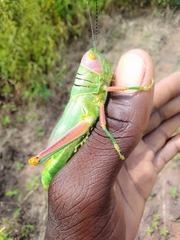 Hieroglyphus africanus