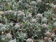 Teucrium micropodioides