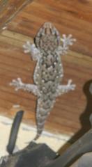 Chondrodactylus turneri