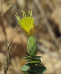 Klasea cerinthifolia