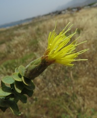 Klasea cerinthifolia
