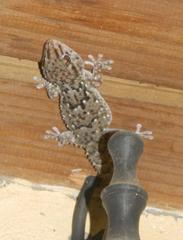 Chondrodactylus turneri