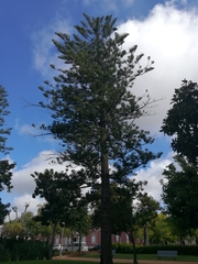 Araucariaceae
