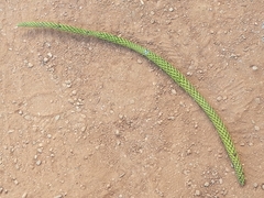 Araucariaceae