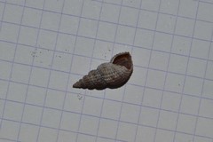 Raphitoma purpurea