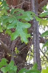 Quercus lobata