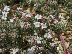 Frankenia hirsuta