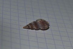 Raphitoma purpurea