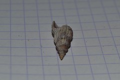 Raphitoma purpurea