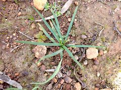 Chamaescilla corymbosa