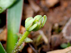 Chamaescilla corymbosa