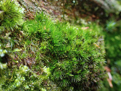 Campylopus flexuosus