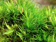 Campylopus flexuosus