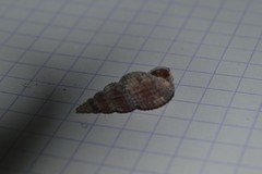 Raphitoma purpurea