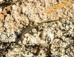 Podarcis guadarramae guadarramae