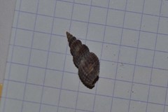Raphitoma purpurea