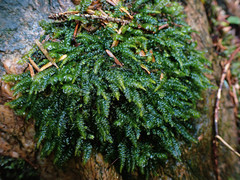 Plagiothecium nemorale