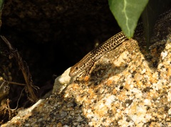 Podarcis guadarramae guadarramae