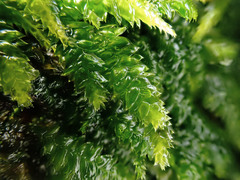 Plagiothecium nemorale