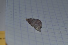 Raphitoma purpurea