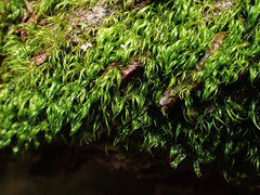 Paraleucobryum longifolium