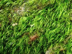 Paraleucobryum longifolium