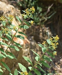 Wikstroemia canescens