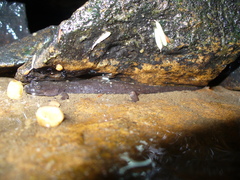 Desmognathus abditus