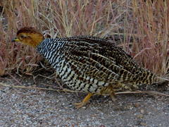 Campocolinus coqui coqui