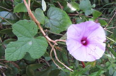 Ipomoea ficifolia