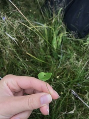Hydrocotyle vulgaris