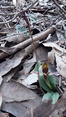 Chiloglottis grammata