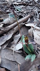 Chiloglottis grammata