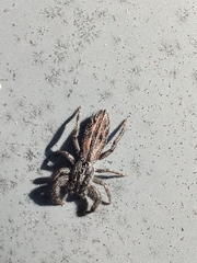 Holoplatys semiplanata