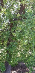 Quercus lobata