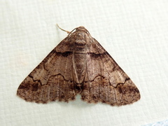 Cryphaea xylina