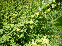 Berberis polyantha