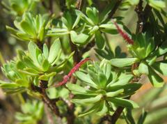 Cliffortia rigida