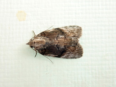 Etanna clopaea