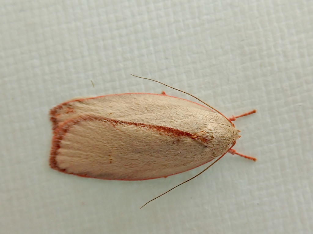 Euchaetis inclusella