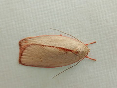 Euchaetis