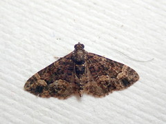 Eucymatoge peplodes